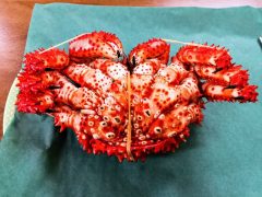 根室名産の花咲がに！かにの庄屋｜北海道根室市