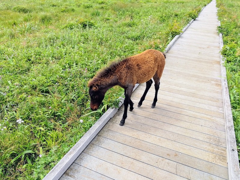 14ポニー.jpg 14ポニー