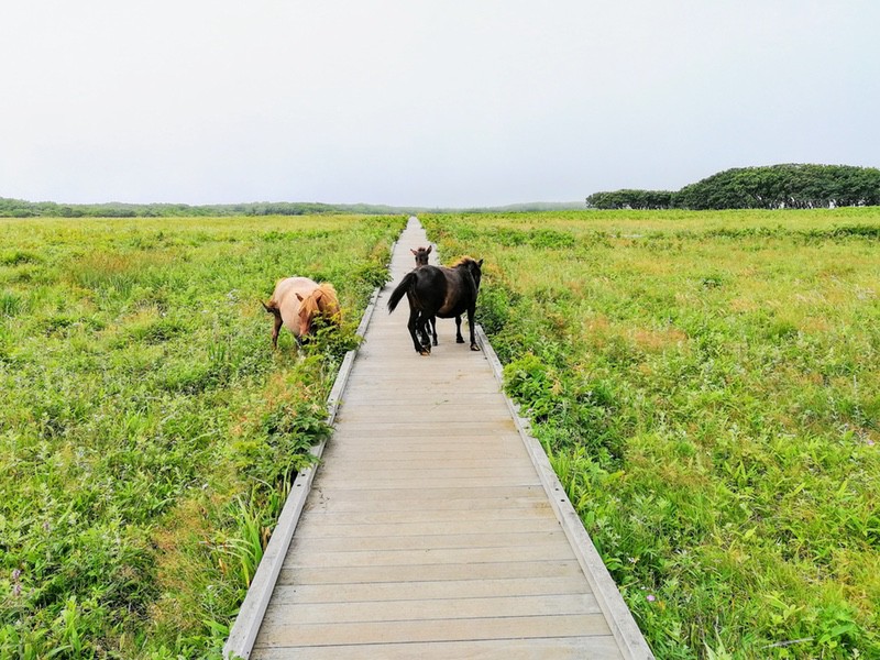 10ポニー.jpg 10ポニー