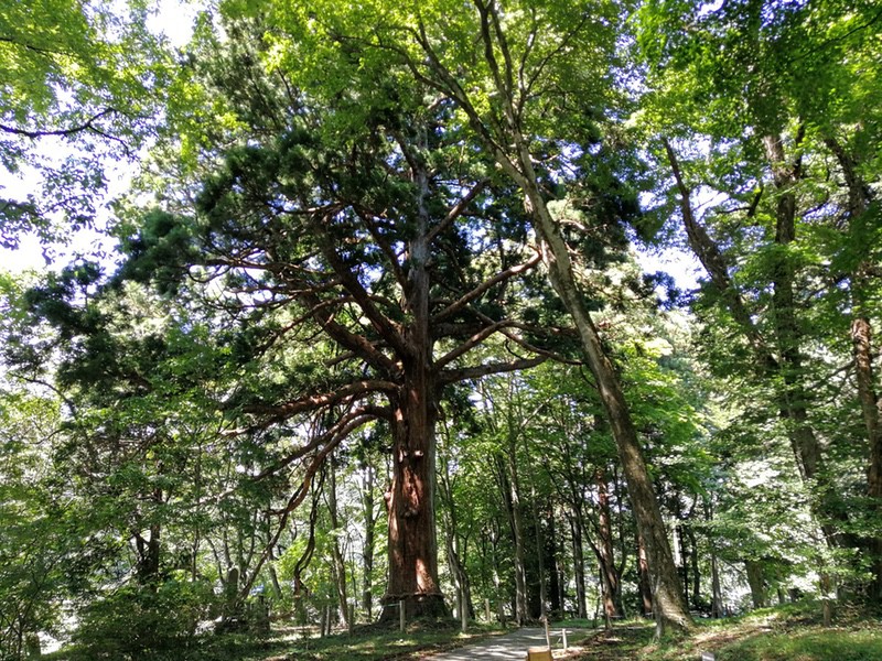 03従二位の杉