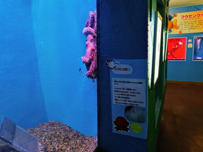 23ミズダコ