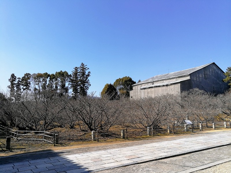 26観音堂 工事中 と御室桜