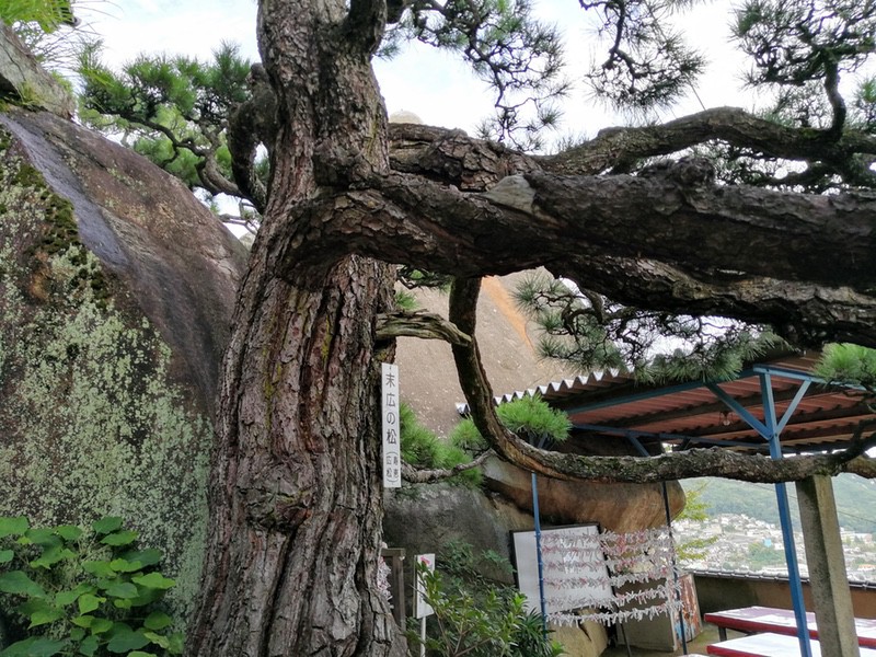 29千光寺末広の松.jpg 29千光寺末広の松