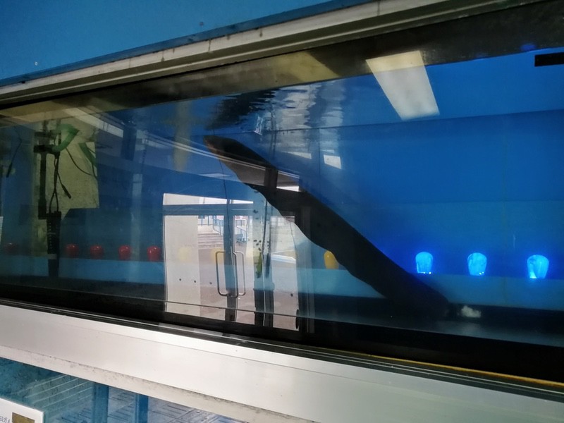 24電気ウナギ