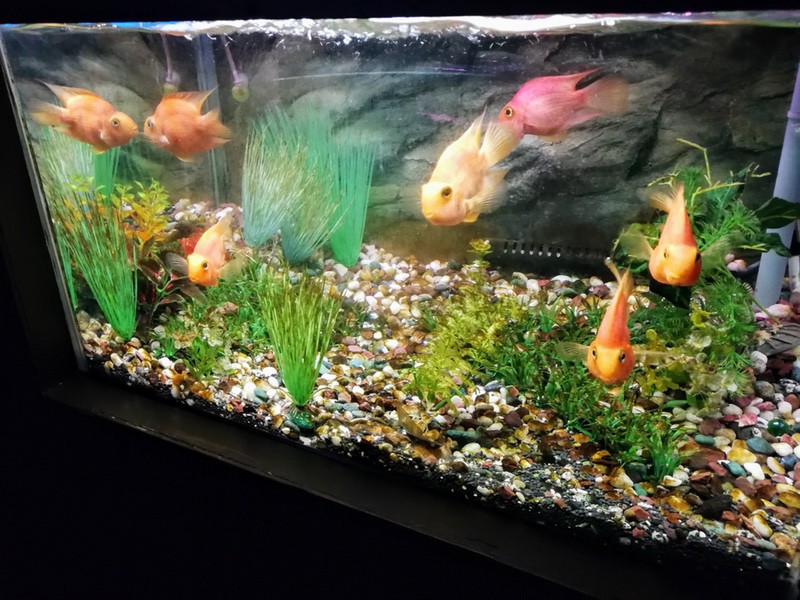 17ブラッドパロット シクリッド