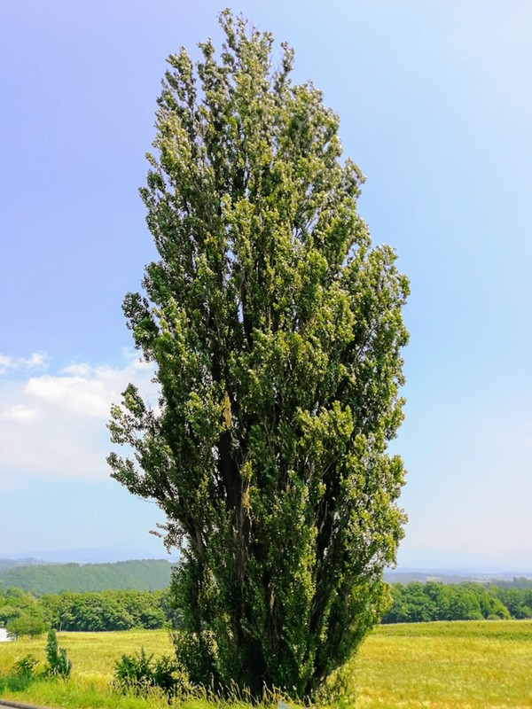 02ケンとメリーの木.jpg 02ケンとメリーの木